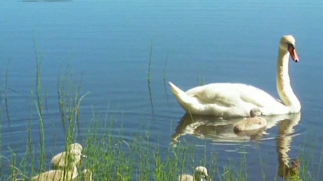Лебеди и их малыши. смотреть онлайн