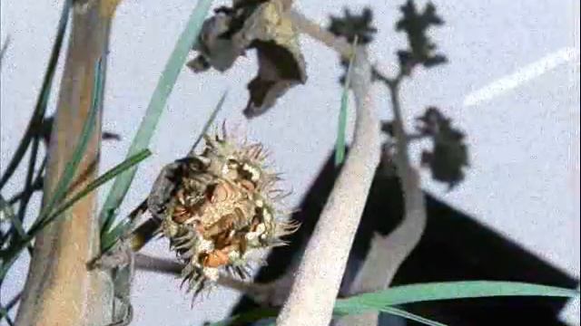 трава дьявола.wmv смотреть онлайн