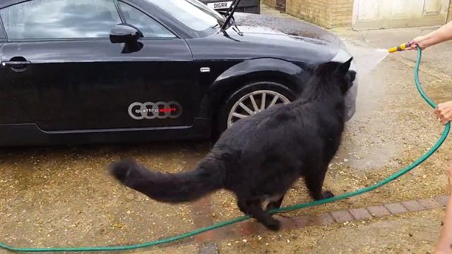 AUDI TT QUATTRO SPORT FOR SALE EBAY & GERMAN SHEPHERD AT THE CAR WASH смотреть онлайн