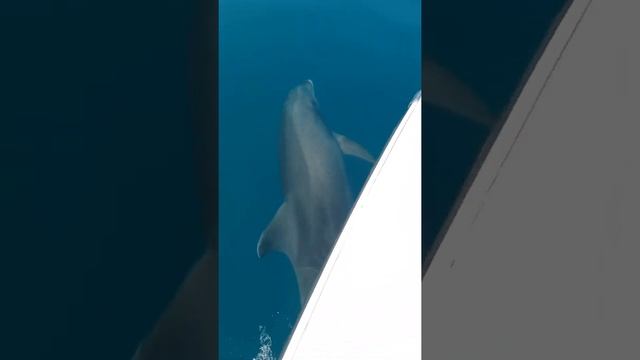 Купание с дельфином Анапа смотреть онлайн