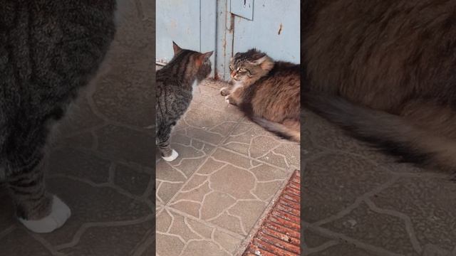 Кошка с котом дерется