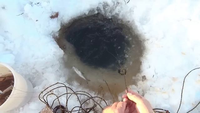 р. Обь.  Очередная   проверка  перемёта   +..