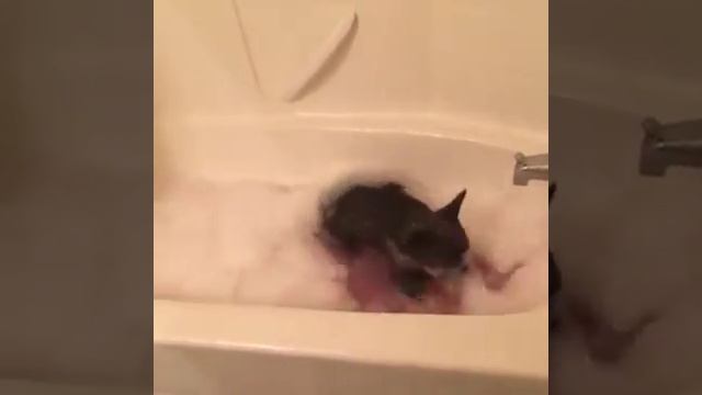 Животные купаются в воде. смотреть онлайн