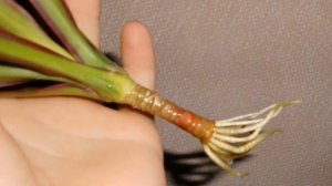 Формируем драцену