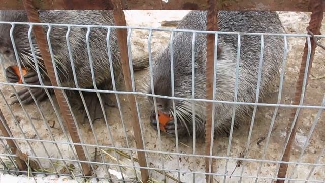 Как мы бобров кормили смотреть онлайн