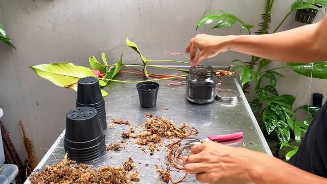 Anthurium Andreanum Safari Care And Propagation