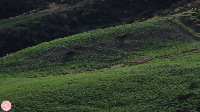 Звук/Голос/Крик Овцы или как говорит Овечка. Звук и Блеяние Барана и Ягнят. Какие Звуки Издает Бара смотреть онлайн