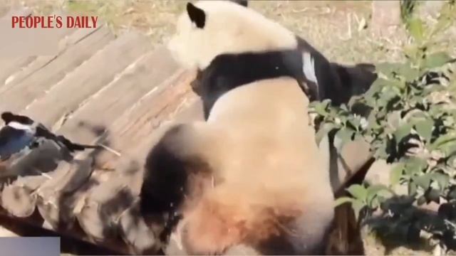Magpies collect panda fur to build their nests at Qingling Giant Panda Research Center in NW China смотреть онлайн