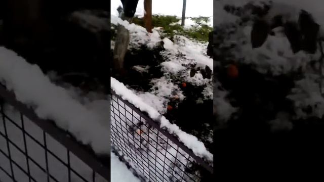Пальмы на Фазенде смотреть онлайн
