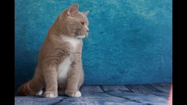 Мой любимочка-котик фавн))))) смотреть онлайн