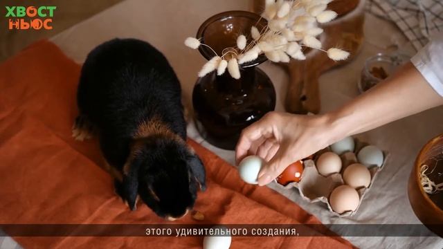 Какого грызуна выбрать? смотреть онлайн