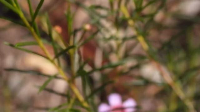 Raspberry Ripple.  Chamelaucium Uncinatum. Also Attracts Native Bees.