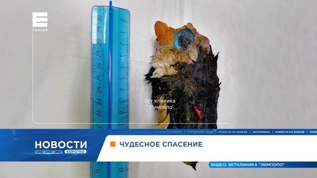 Красноярские ветеринары спасли собаку, проглотившую плюшевого пингвина смотреть онлайн