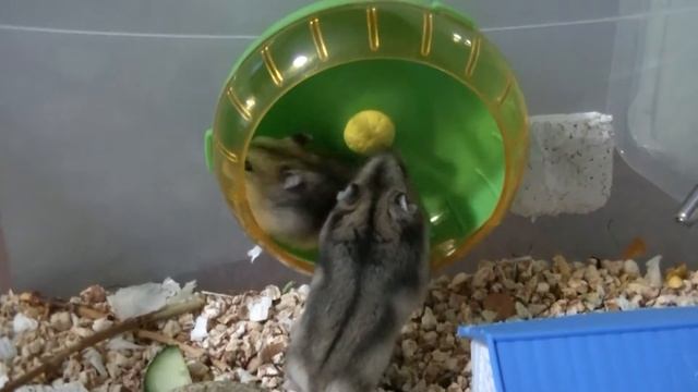 Маленькие хомячки джунгарики. смотреть онлайн