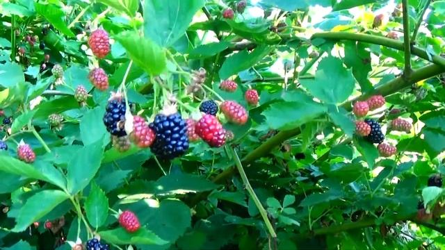 Сорта ежевики, выдерживающие мороз -32! И был ли такой мороз? смотреть онлайн