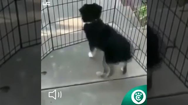 cão a dançar samba nivel ghost смотреть онлайн
