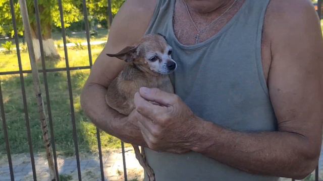 Матч века Платон: Лев. Взрослые решили, что нужен ещё один мяч. смотреть онлайн