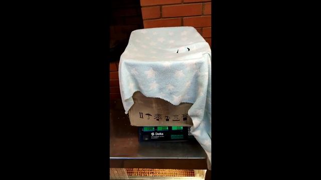 Утята 9ти дневные пекинской бройлерной утки Орвиа ST5