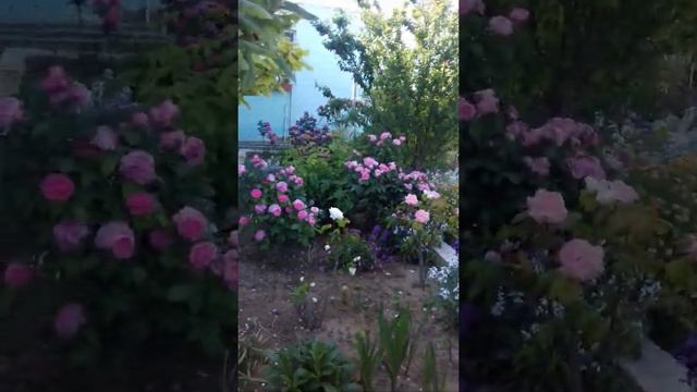 Güllərə necə qulluq etməli смотреть онлайн