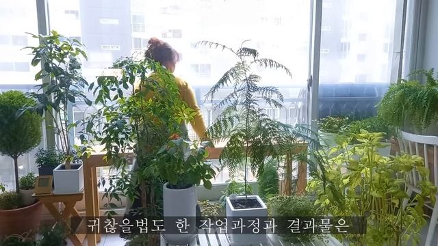 겨울준비/거실정원으로 새롭게 단장하기 смотреть онлайн