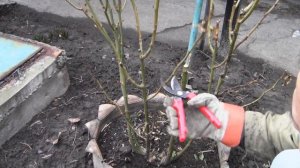 Обрезка роз весной