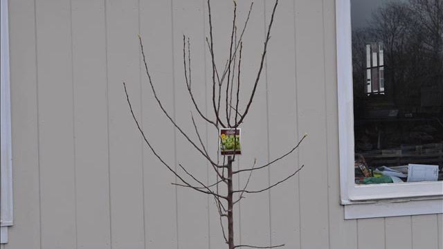 Master Granny Smith Apple Tree смотреть онлайн