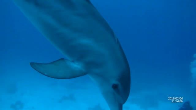 Delfiner Hurgada 4 feb 2019 Medelstor смотреть онлайн