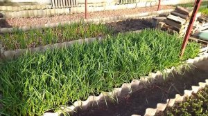 Лук на перо, редис, укроп выращиваю в зимней теплице