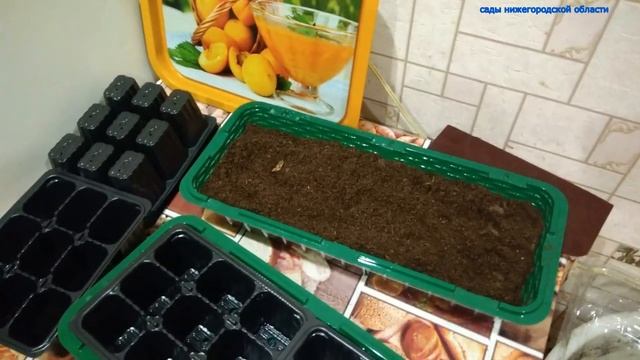 Выращивание клубники из семян.Как подготовить семена клубники .стратификация смотреть онлайн