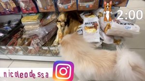 Собака сама выбирает, что купить в зоомагазине! Покупаю ИМ всё к чему она прикоснется в магазине