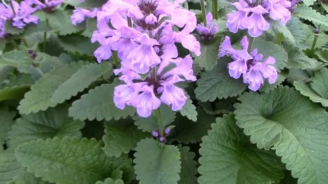 мой сад цветение в июне смотреть онлайн