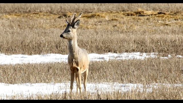 Косуля учуяла / Capreolus pygargus Pallas смотреть онлайн