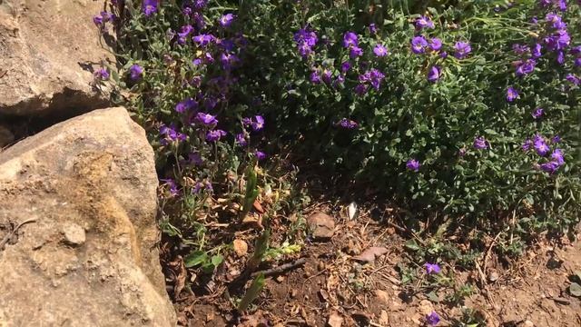 ?А у Вас растут ландыши? смотреть онлайн