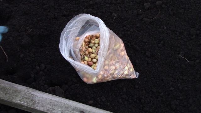 лук под зиму