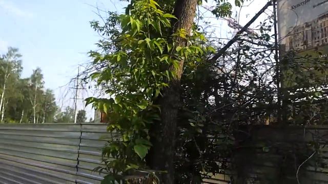 Кто это строит? говорят что Брынцалов, Ходырев, Жуков смотреть онлайн