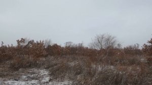 #Лучшая из лучших охота на фазана в Амурская область