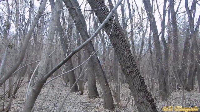 Белки в парке. Вечерний перекус. 17.11.2023.