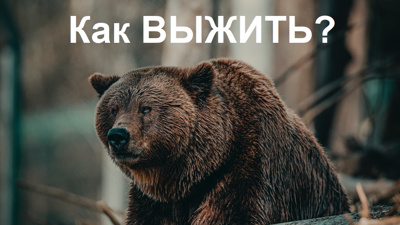 Средства защиты от медведя | Как защититься от медведя в лесу, спастись от диких зверей, бушкрафт
