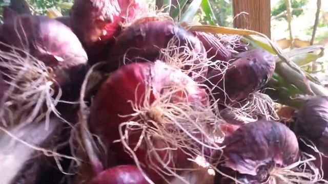 Лук "Ялтинский" - 9 см, ожидания и реальность. смотреть онлайн