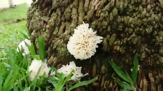 Fungos se desenvolvendo em tronco de árvore - Micologia смотреть онлайн