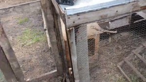 Обустраиваю летний домик для индоуток