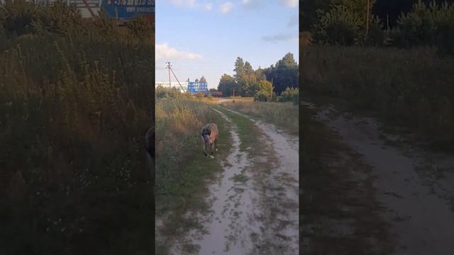 Кавказский волкодав Гроза - слушает только старшего хозяина!!! смотреть онлайн