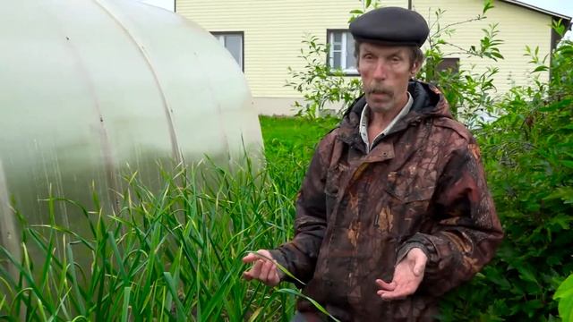 Чесночные стрелки, что с ними делать смотреть онлайн