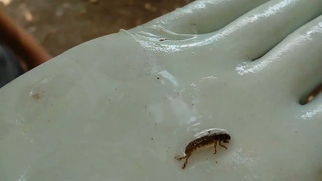 Hydropsychidae larvae TRICHOPTERA смотреть онлайн