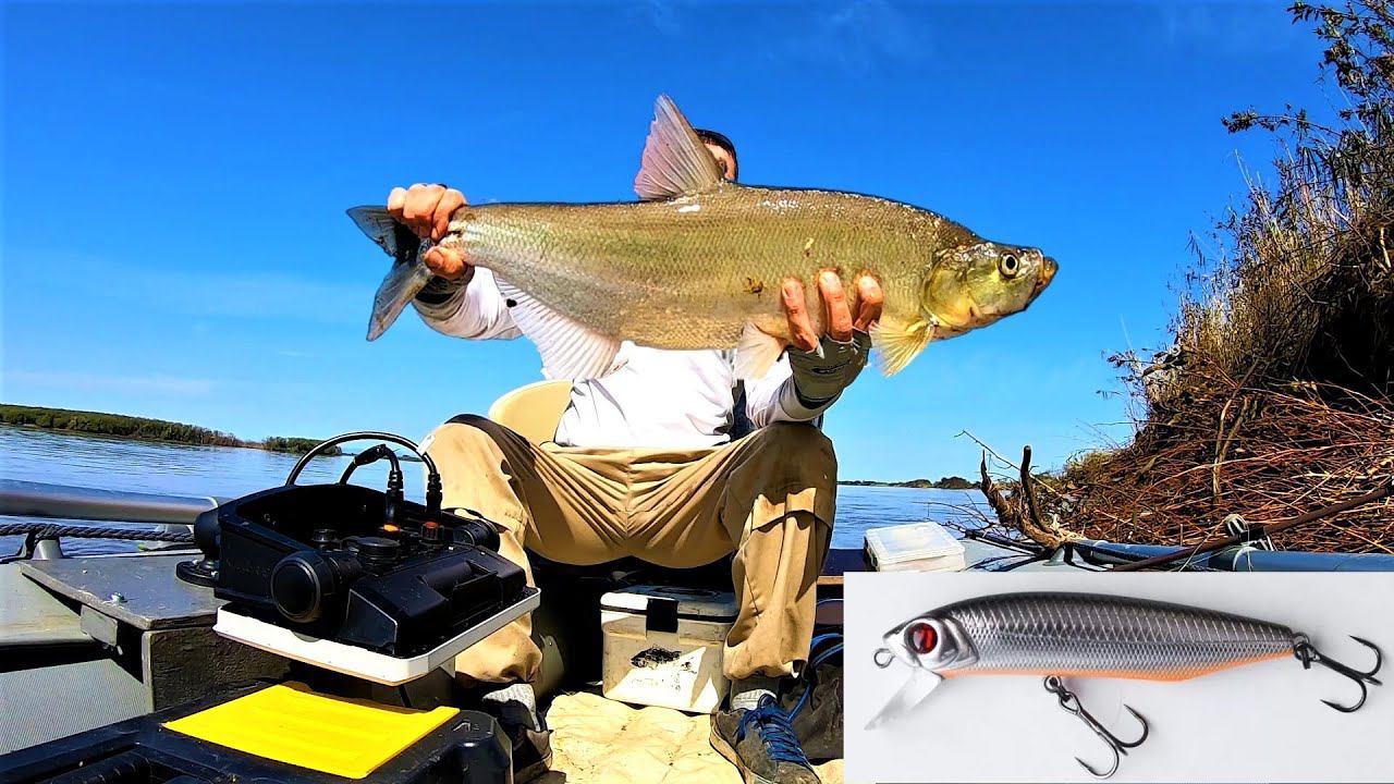 Итоги сезона. ТОП хищных рыб Амура пойманных на СПИННИНГ. ЛУЧШИЕ снасти приманки смотреть онлайн