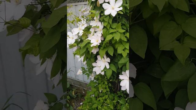 Клематис смотреть онлайн