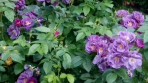 Рапсодия ин Блю. Парковая роза.