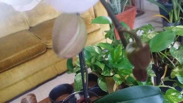 Phalaenopsis Sogo Yukidian Indoor Growing: 03.02.19 смотреть онлайн