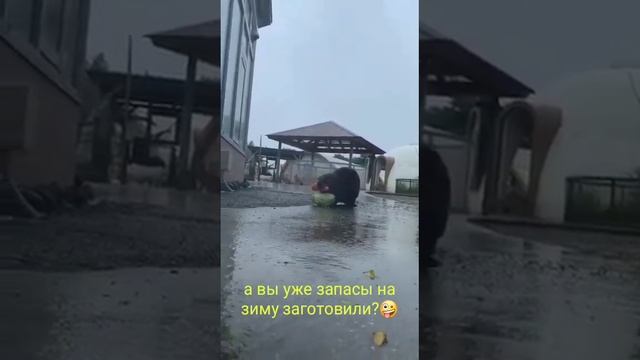 А вы уже запасы на зиму заготовили/Бобры готовятся к зиме/Как делают заготовки на зиму/Новости смотреть онлайн