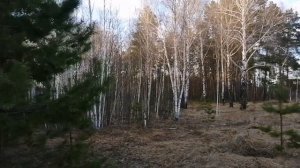 Охота на вальдшнепа на вечерней тяге/выбор места для охоты/патроны на вальдшнепа